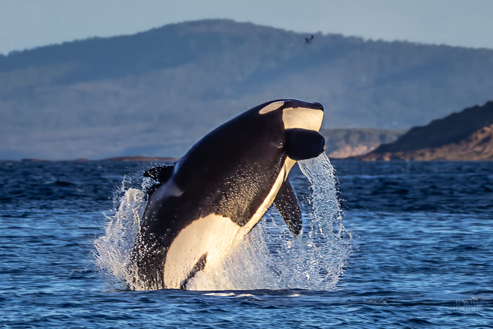 Killer whales sighted off Pambula, Merimbula - Power FM Bega Bay